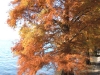 Autunno alberi lago                                